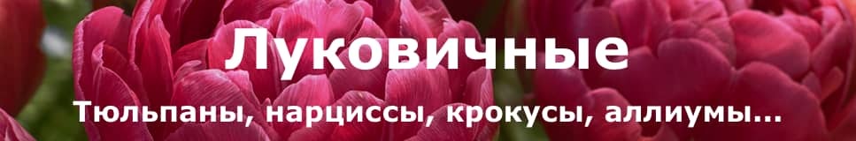 Подворье Интернет Магазин Саженцев Каталог Роз 2023