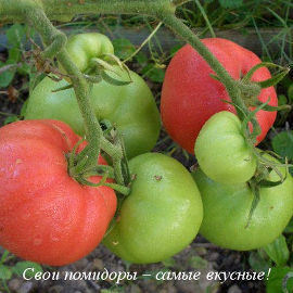 8 лайфхаков для выращивания томатов от рассады до сбора урожая