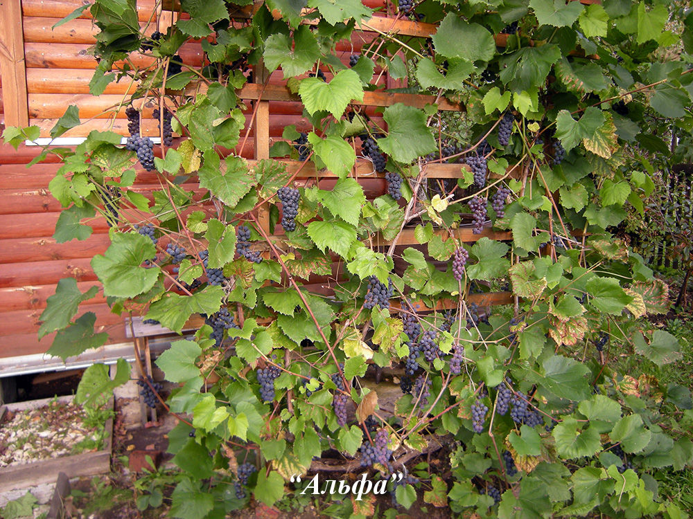 Что можно приготовить из виноградных листьев: долма и другие вкусные блюда