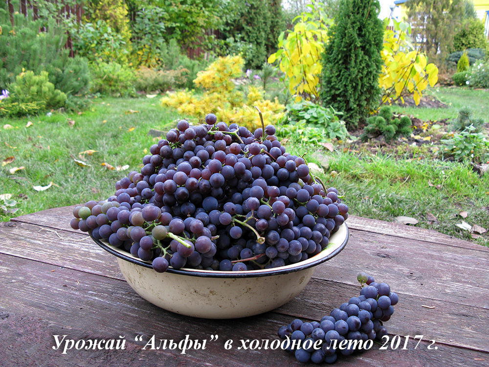 Обрезка винограда осенью