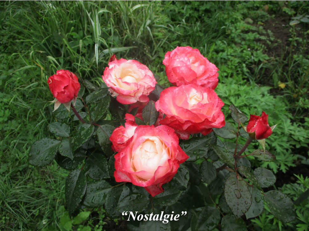 Розы в маленьком саду - 61 фото