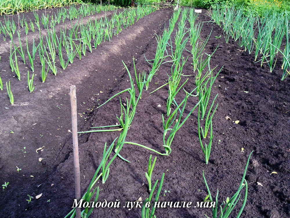 6 экспресс-способов выращивания лука. Как подоконник превратить в огород?
