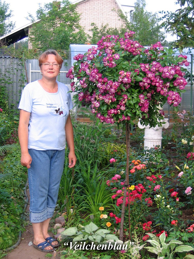 Штамбовые розы – роскошное украшение сада