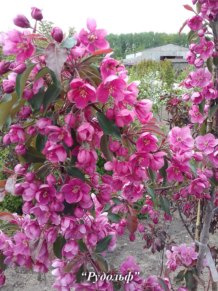 Деревья цветущие розовыми цветами весной