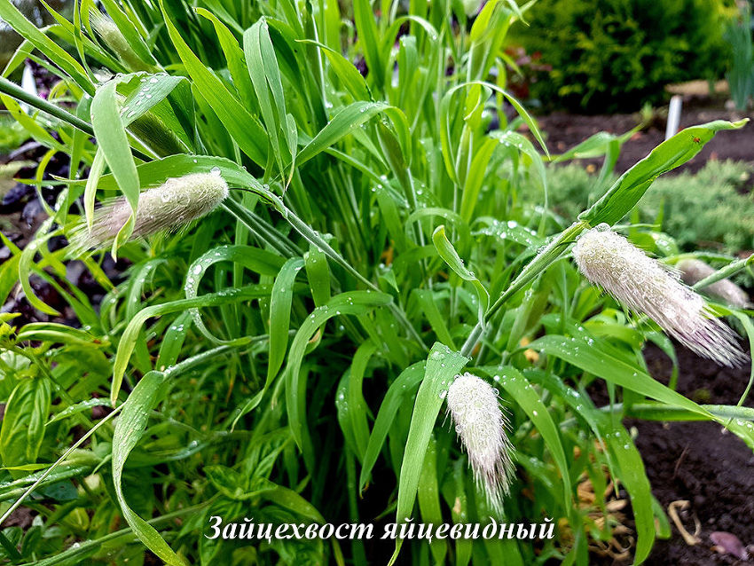 Модный ландшафт: 10 трав, которые украсят ваш сад — конференц-зал-самара.рф