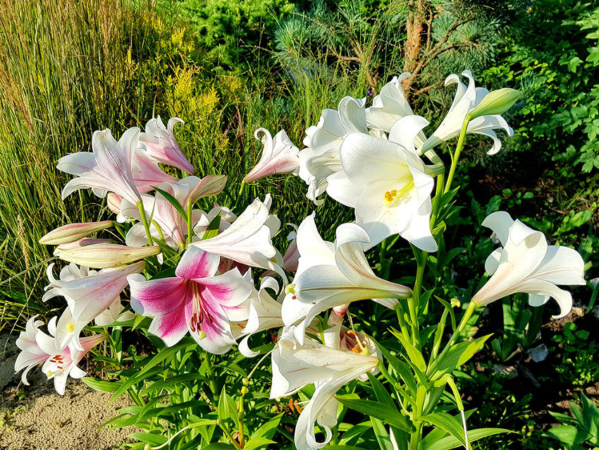 Лилии — выбор места и посадка в саду. Фото — Ботаничка