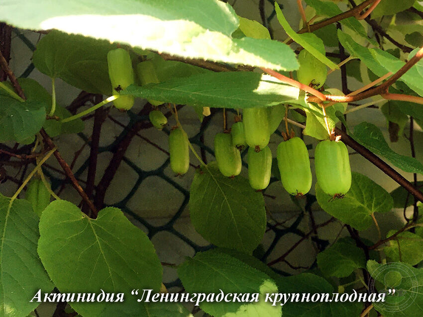 Обогащаем рацион плодами украинских сортов актинидии (журнал «СонцеСад» 3/2023)