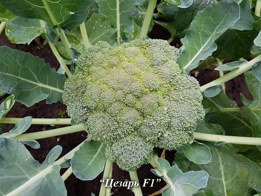 Капуста брокколи — кладезь витаминов: выращивание и уход
