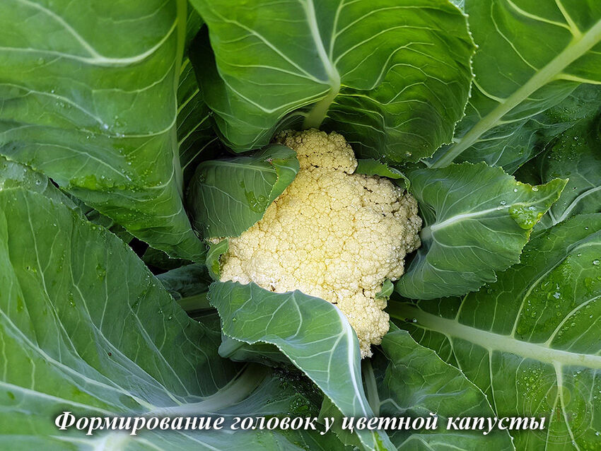 Цветная капуста и брокколи: что лучше, полезнее, сколько есть — читать на gkhyarovoe.ru