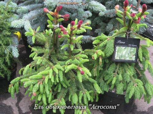 Хвойные деревья | Купить саженцы хвойных растений с доставкой в питомнике ДивоСад-СПб