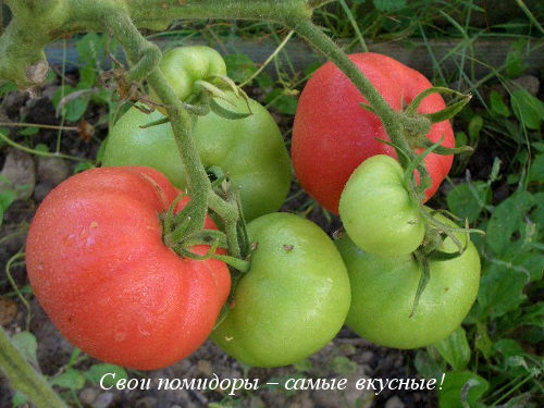 Низкорослые сорта помидоров: секреты успешного выращивания