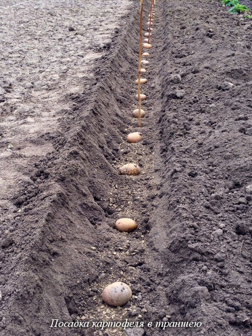 Сажать картошку с длинными ростками: правила посадки без обрезки и особенности