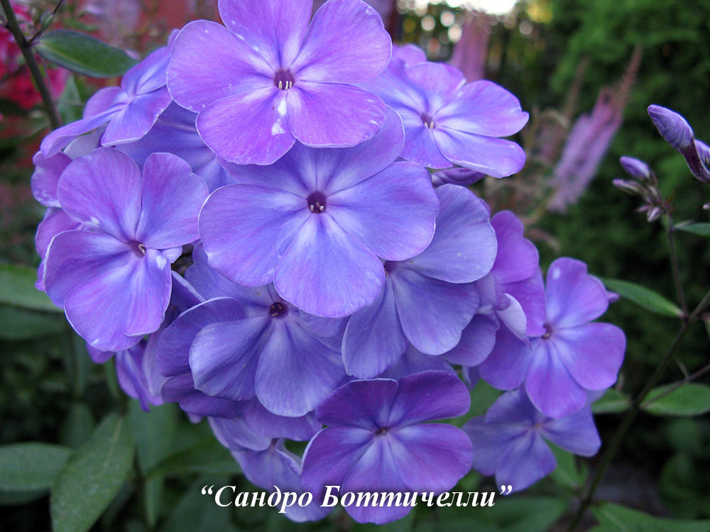 Ежедневно Екатерина Отрохова ухаживает за многочисленными цветами.