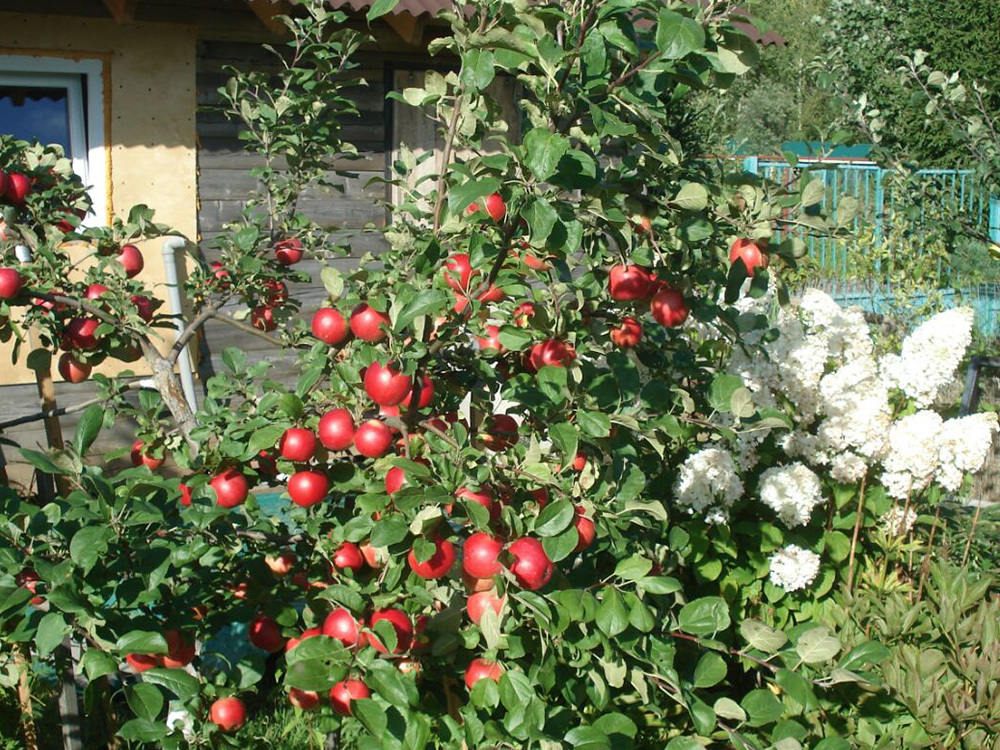 Разные сорта яблонь: кустовидные, новые и старые, стволовые и др.