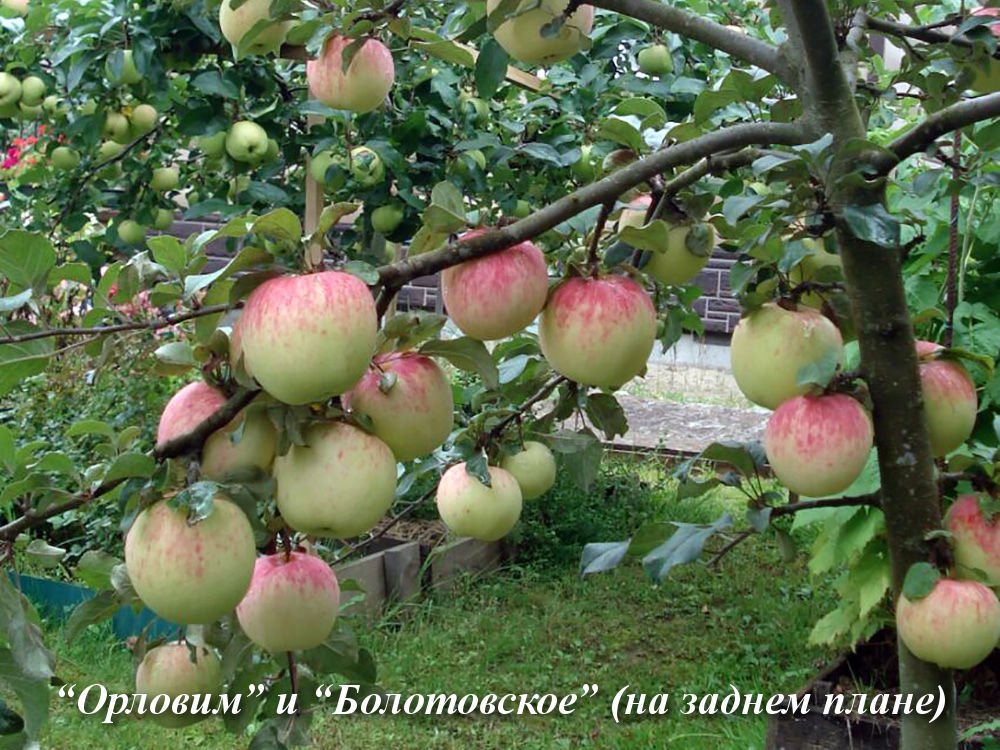 «Великолепная десятка»: лучшие летние сорта яблонь