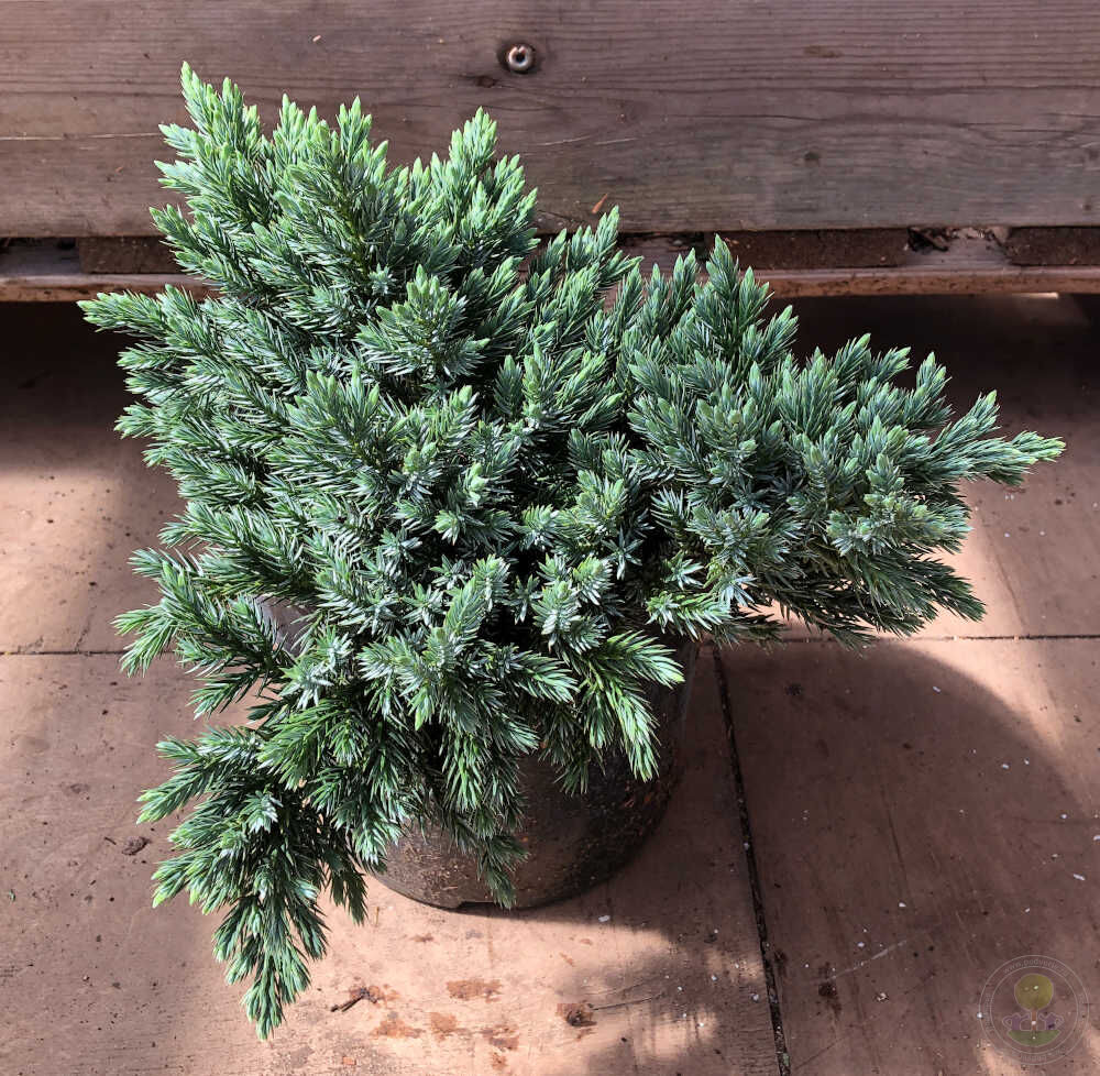 Можжевельник чешуйчатый Блю Стар (Juniperus squamata Blue Star) купить  саженцы в Москве по низкой цене из питомника, доставка почтой по всей  России | Интернет-магазин Подворье