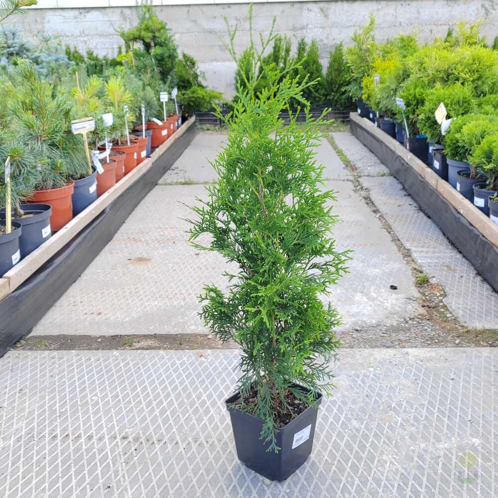 Туя западная Колумна (Thuja occidentalis Columna) купить саженцы в Москве  по низкой цене из питомника, доставка почтой по всей России |  Интернет-магазин Подворье