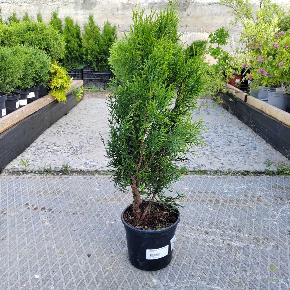 Туя западная Смарагд (Thuja occidentalis Smaragd) купить саженцы в Москве  по низкой цене из питомника, доставка почтой по всей России |  Интернет-магазин Подворье