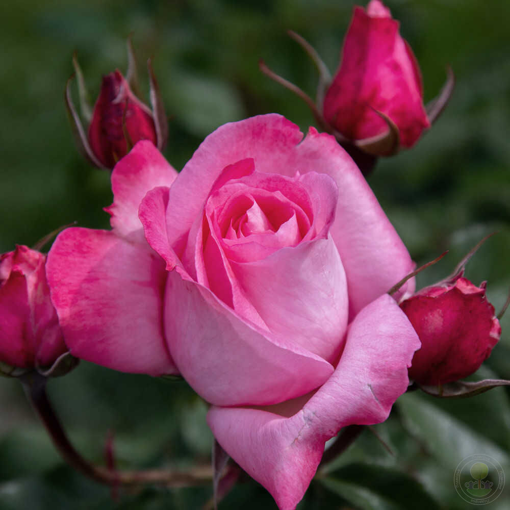 Саженец Роза Венера (Rosa Venere) купить в Москве по низкой цене из  питомника, доставка почтой по всей России | Интернет-магазин Подворье