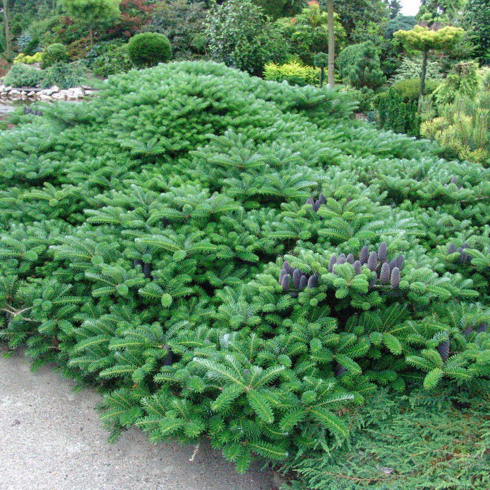 Пихта корейская Грин Карпет (Abies koreana Green Carpet) купить саженцы в  Москве по низкой цене из питомника, доставка почтой по всей России |  Интернет-магазин Подворье