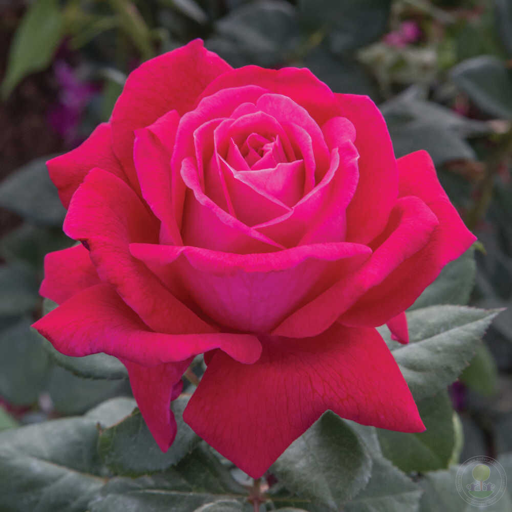 Розы грандифлора французский