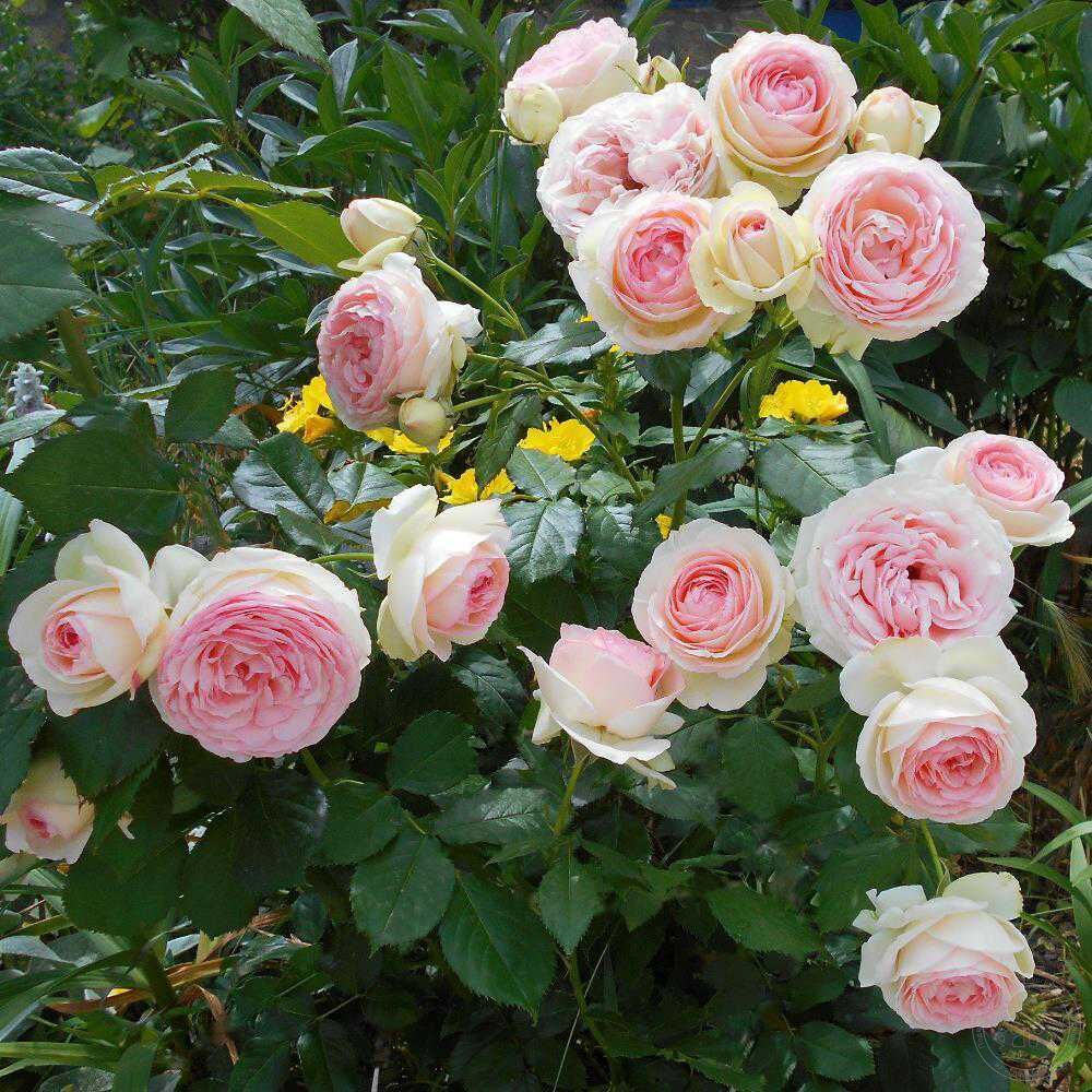 Розы клаймберы Пьер де Ронсар