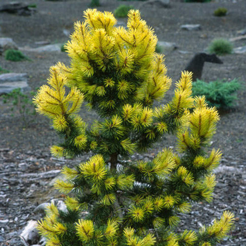 Сосна скрученная Тейлорс Санберст (Pinus contorta Taylor`s Sunburst) купить  саженцы в Москве по низкой цене из питомника, доставка почтой по всей  России | Интернет-магазин Подворье