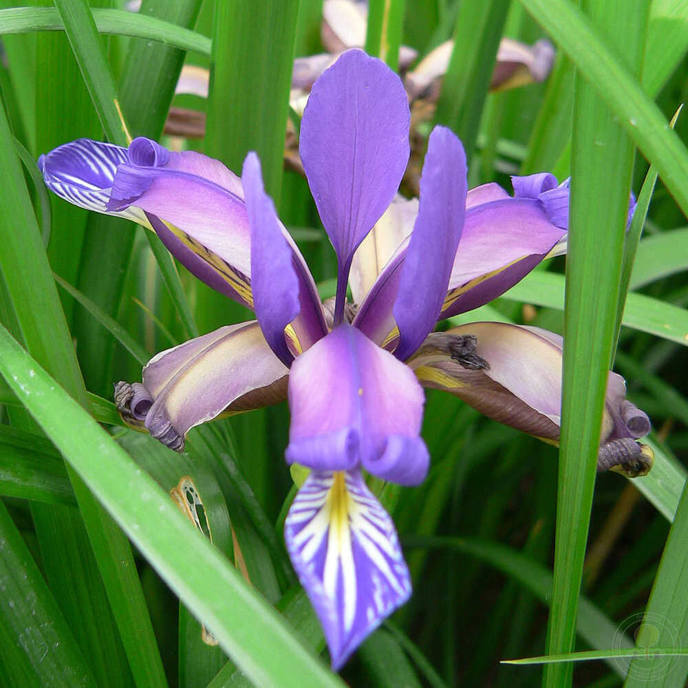 Ирис злаковидный (Iris graminea) купить в Москве по низкой цене из  питомника, доставка почтой по всей России | Интернет-магазин Подворье