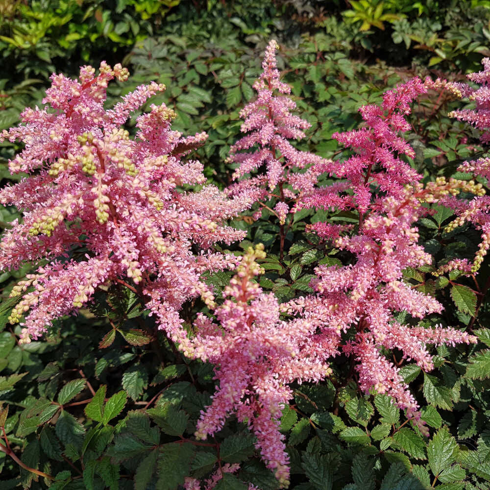 Астильба Регги Тайм (Astilbe Reggae Time) купить в Москве по низкой цене из  питомника, доставка почтой по всей России | Интернет-магазин Подворье