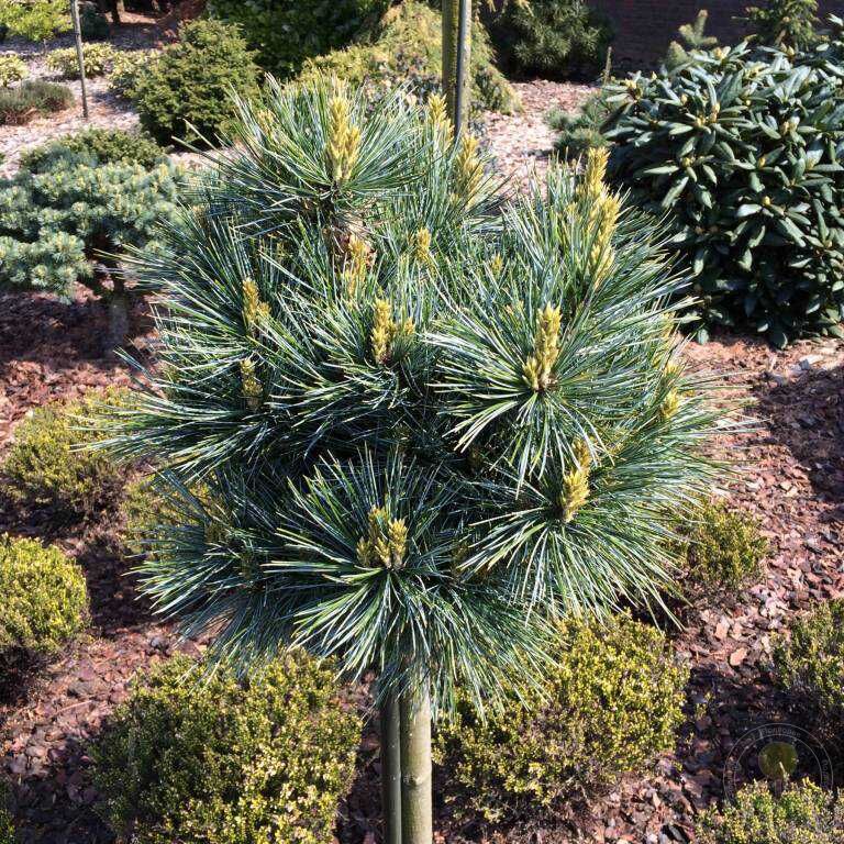 Сосна корейская описание. Pinus koraiensis Anna. Сосна корейская Pinus koraiensis 'Jack Corbi. Сосна шаровидная. Pinus koraiensis 'Dragon Eye'.