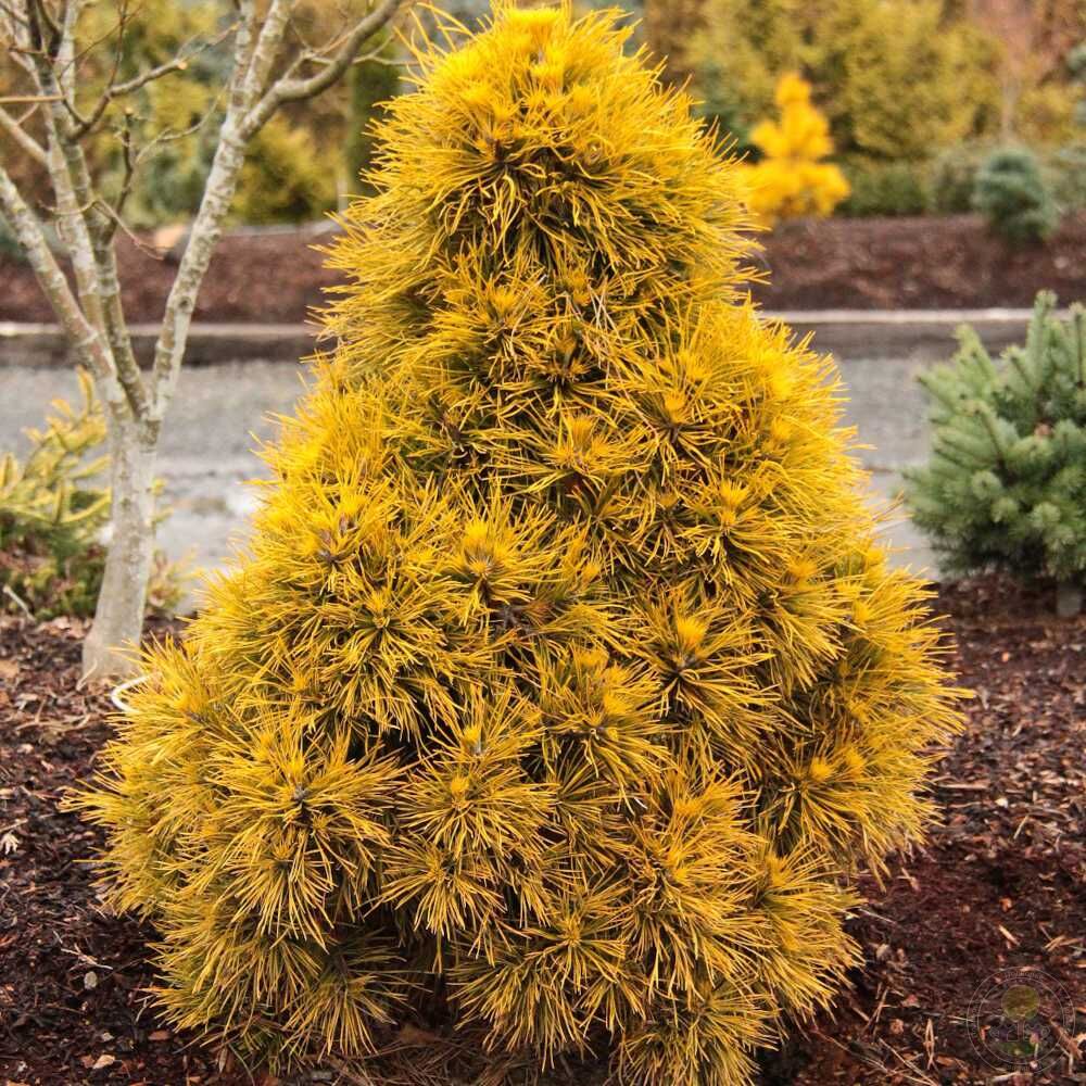 Сосна обыкновенная Мозери (Pinus sylvestris Moseri) купить саженцы в Москве  по низкой цене из питомника, доставка почтой по всей России |  Интернет-магазин Подворье