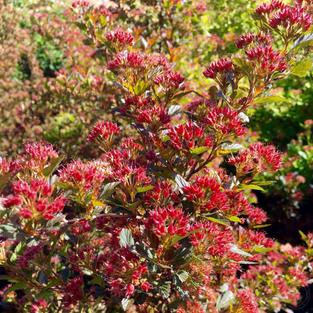 Пузыреплодник калинолистный Мэджикал Свит Черри Ти (Physocarpus opulifolius  Magical Sweet Cherry Tea / Zlebic5) купить саженцы в Москве по низкой цене  из питомника, доставка почтой по всей России | Интернет-магазин Подворье