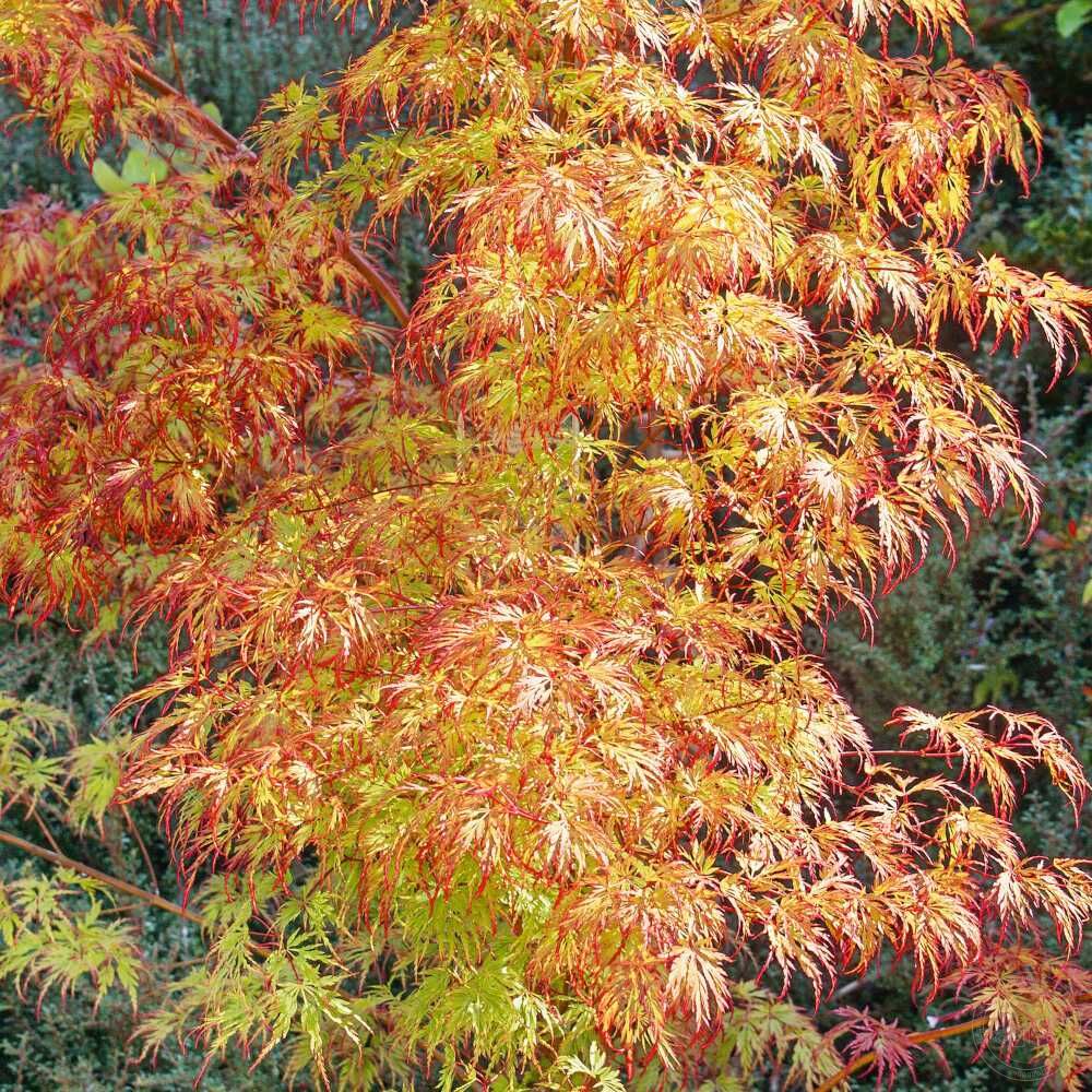 Клён веерный Оранж Лейс (Acer palmatum Orange Lace) купить саженцы в Москве  по низкой цене из питомника, доставка почтой по всей России |  Интернет-магазин Подворье