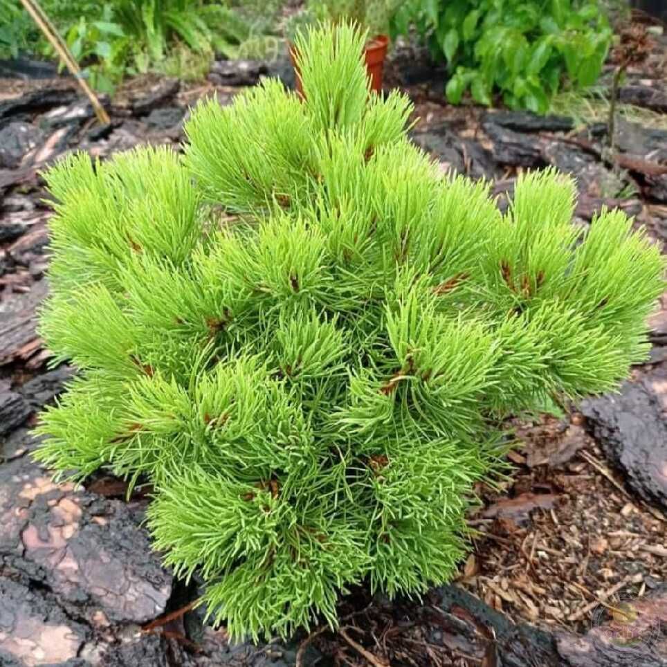 Сосна горная Рыси (Pinus mugo Rysy) купить саженцы в Москве по низкой цене  из питомника, доставка почтой по всей России | Интернет-магазин Подворье