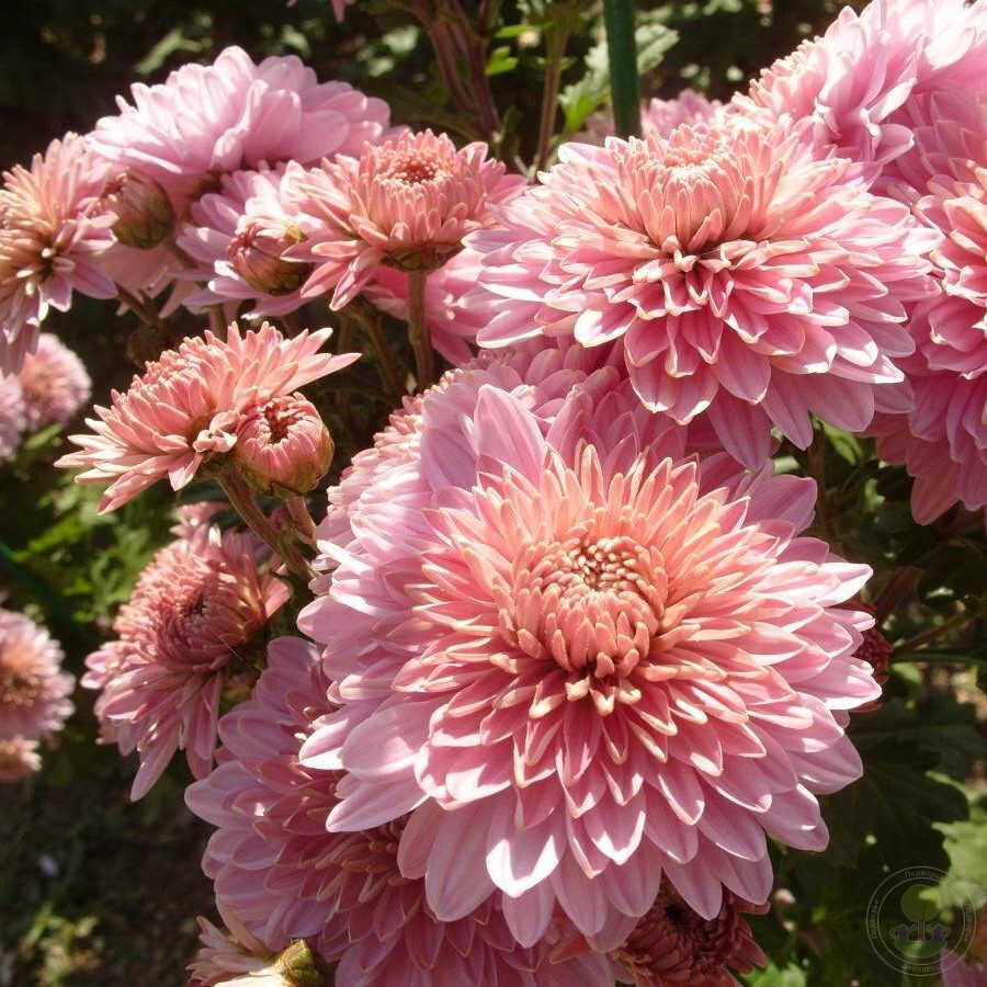 Хризантема корейская Розалинда (Chrysanthemum koreanum Розалинда) купить в  Москве по низкой цене из питомника, доставка почтой по всей России |  Интернет-магазин Подворье