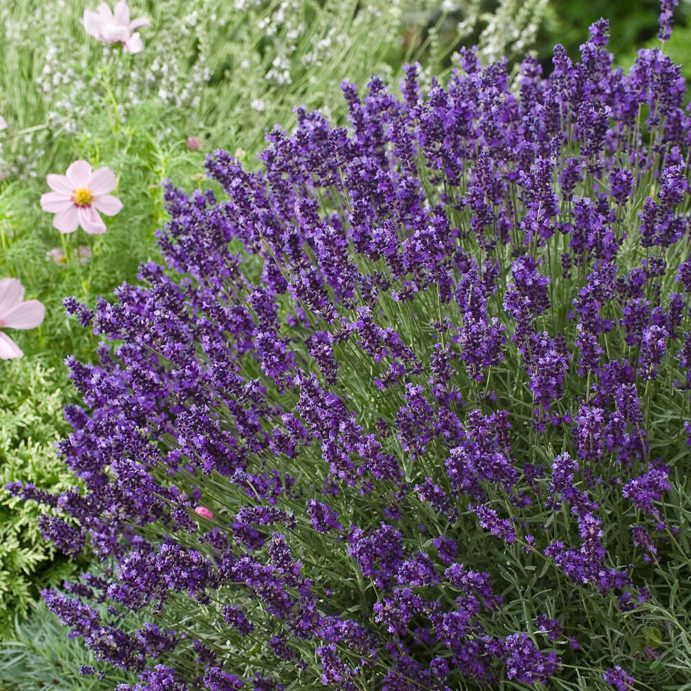 Гилления: описание цветка, фото, особенности выращивания - садовые цветы и растения