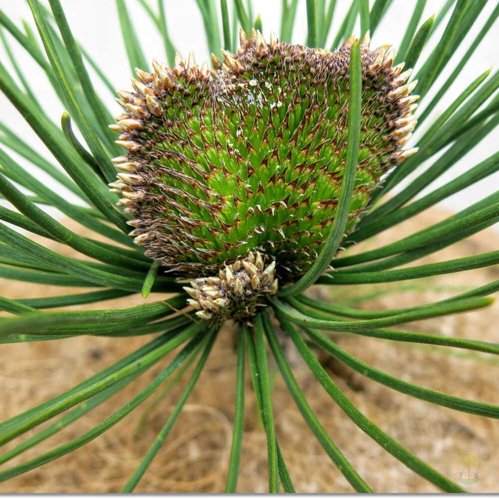 Сосна Тунберга Оги (Pinus thunbergii Ogi) купить саженцы в Москве по низкой  цене из питомника, доставка почтой по всей России | Интернет-магазин  Подворье