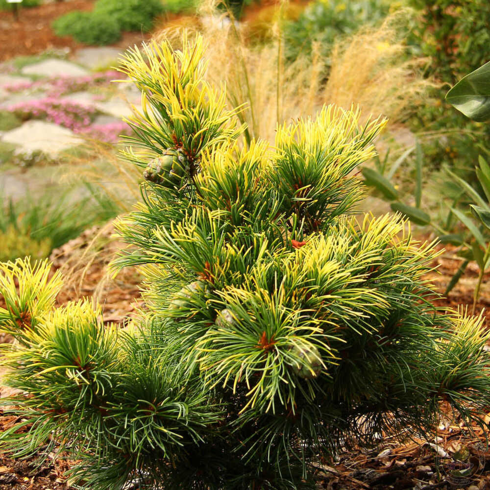 Сосна мелкоцветковая / японская белая Голдилокс (Pinus parviflora  Goldilocks / Tenysu Kazu) купить саженцы в Москве по низкой цене из  питомника, доставка почтой по всей России | Интернет-магазин Подворье