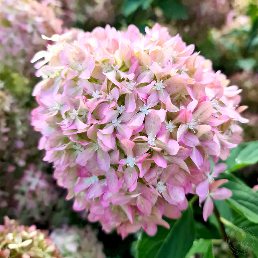 Пиксио. Hydrangea Pan. 'Pixio'®.