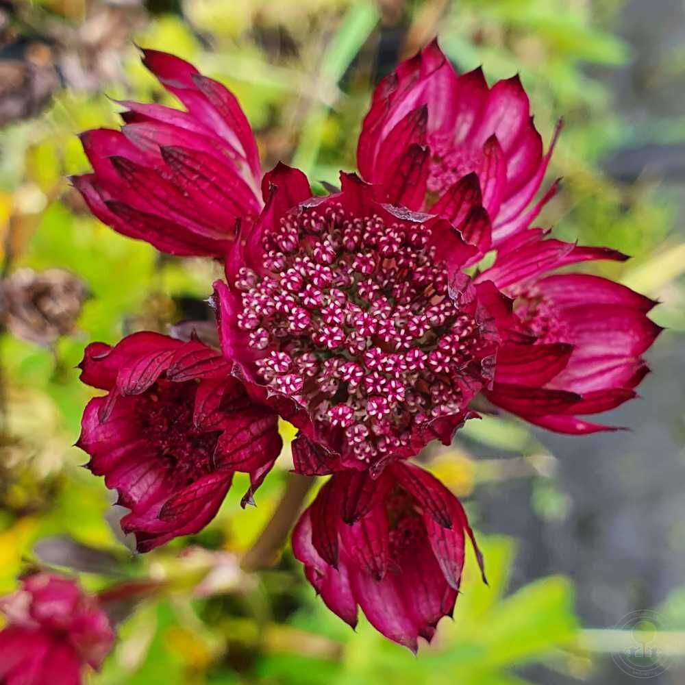 Астранция / Звездовка крупная Спакрклинг Старз Ред (Astrantia major  Sparkling Stars Red) купить в Москве по низкой цене из питомника, доставка  почтой по всей России | Интернет-магазин Подворье