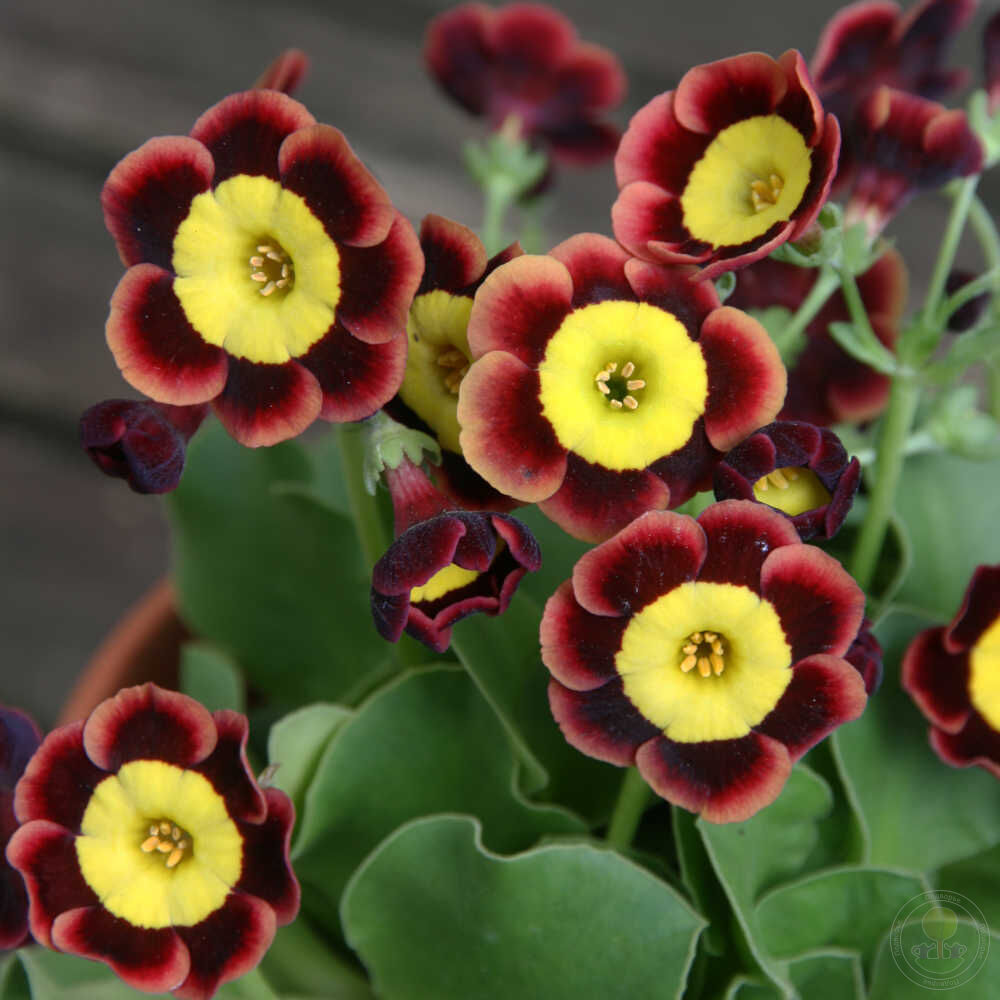 Примула ушковая Лизл (Primula auricula Liesl) купить в Москве по низкой  цене из питомника, доставка почтой по всей России | Интернет-магазин  Подворье