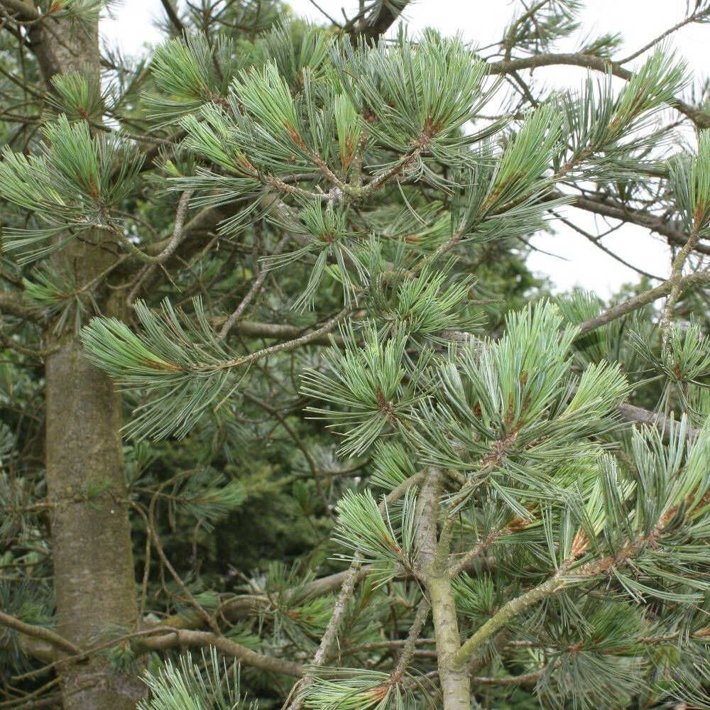 Сосна гибкая Фирмамент (Pinus flexilis Firmament) купить саженцы в Москве  по низкой цене из питомника, доставка почтой по всей России |  Интернет-магазин Подворье