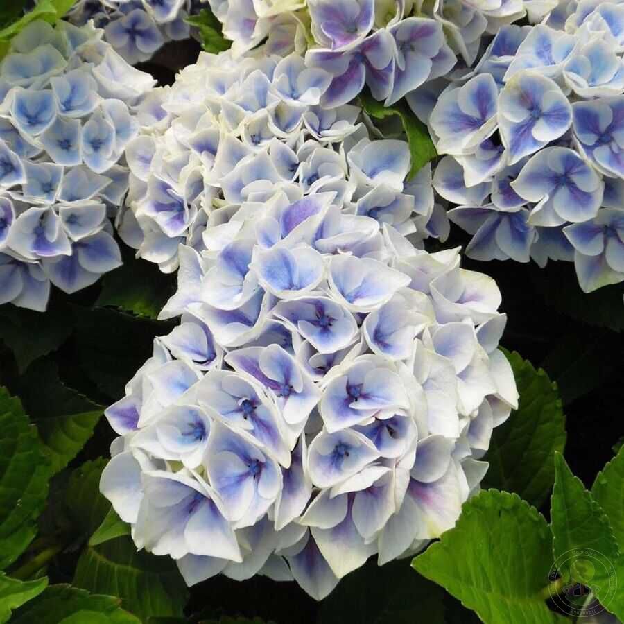 Гортензия крупнолистная Кэнди Блю (Hydrangea macrophylla Candy Blue) купить  саженцы в Москве по низкой цене из питомника, доставка почтой по всей  России | Интернет-магазин Подворье