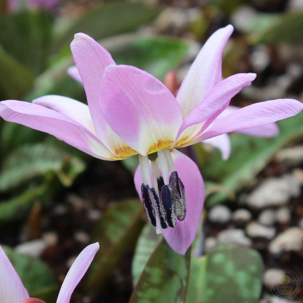 Кандык собачий зуб Лилак Уандер (Erythronium dens-canis Lilac Wonder)