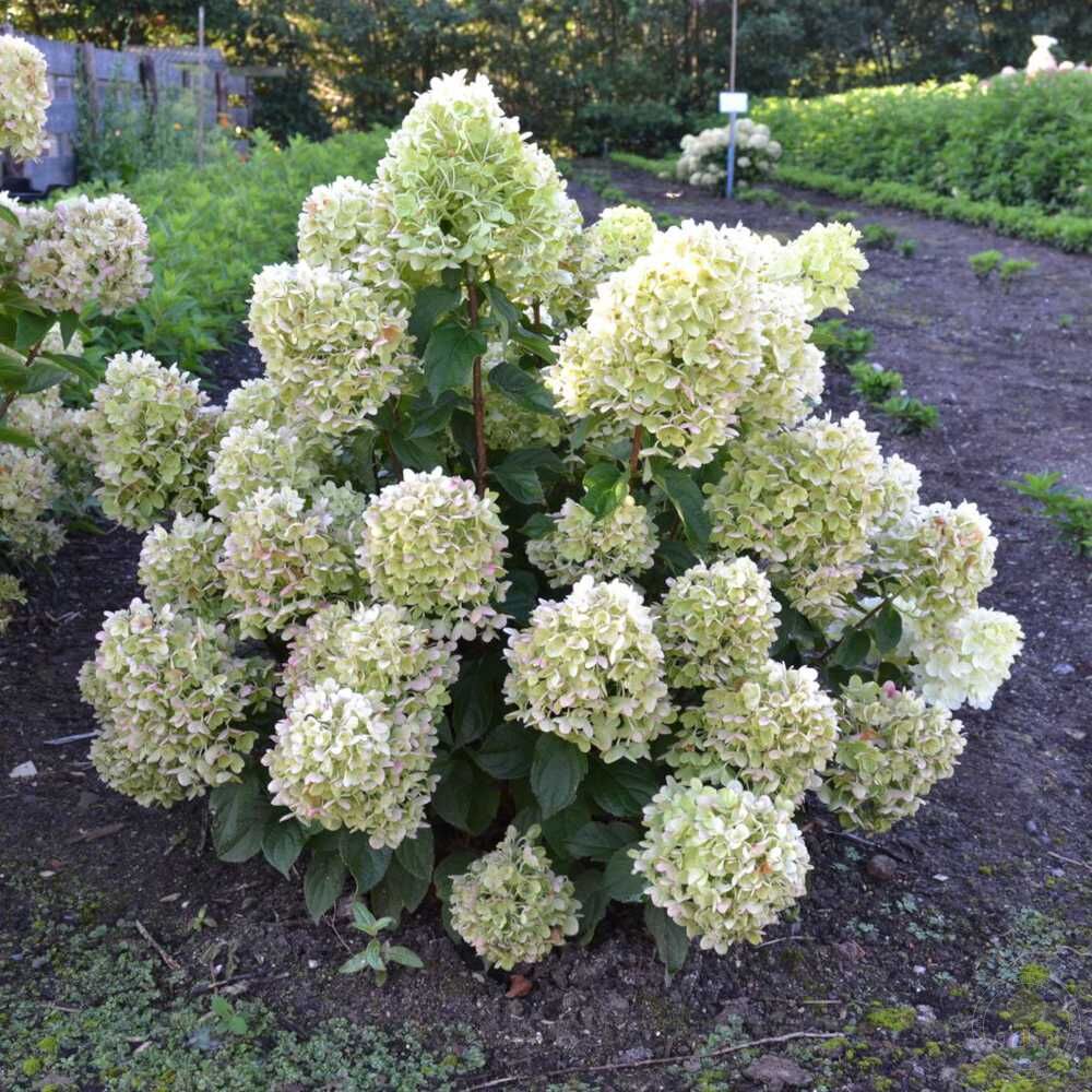 Гортензия метельчатая Гарденлайт Лемонлайт (Hydrangea paniculata  Gardenlight Lemonlight)