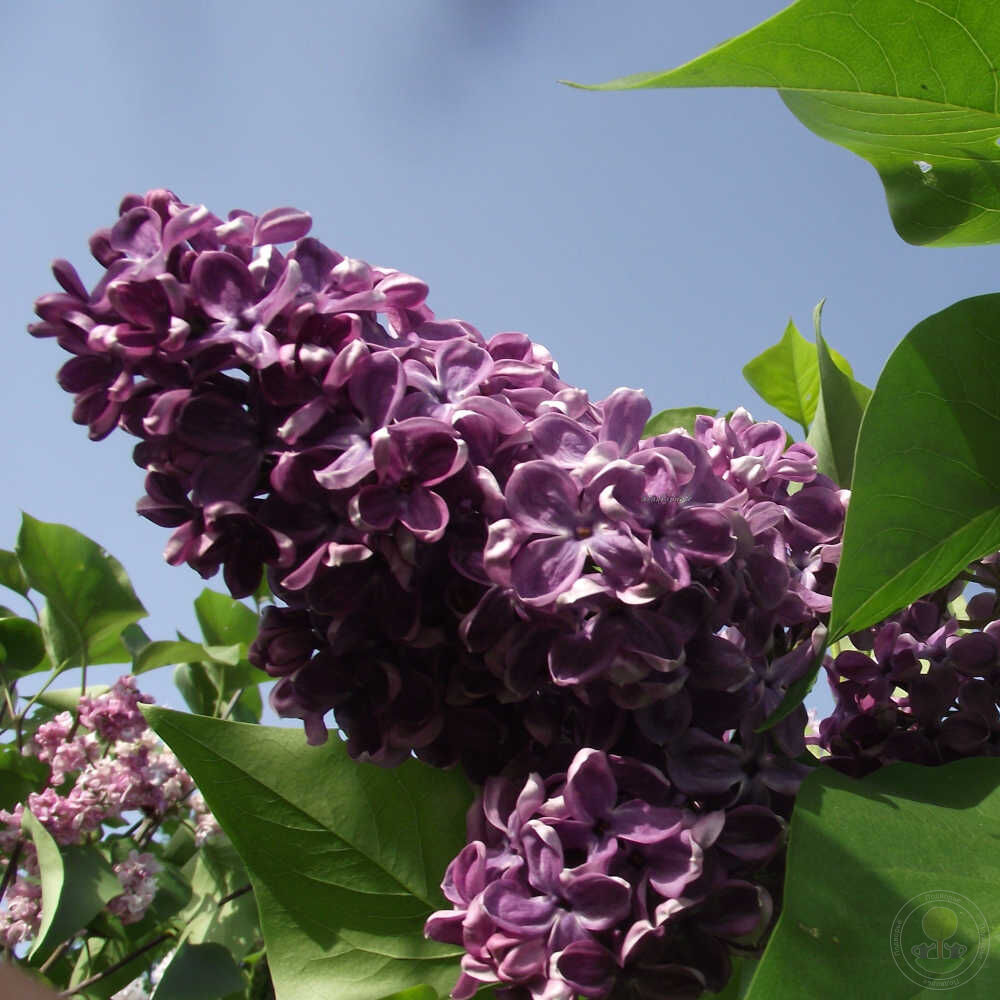 Сирень обыкновенная Прохоровка (, Syringa vulgaris Prohorovka)