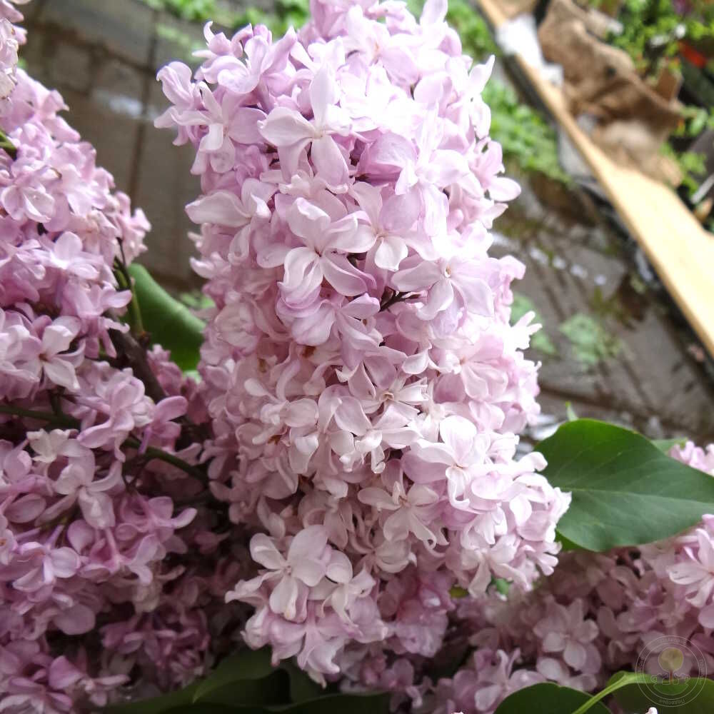 Сирень обыкновенная Радмила (Syringa vulgaris Radmila) купить саженцы в  Москве по низкой цене из питомника, доставка почтой по всей России |  Интернет-магазин Подворье