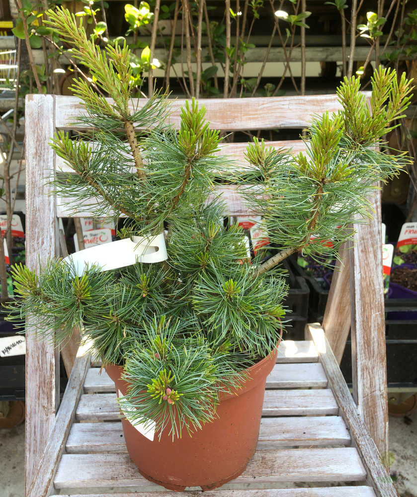 Сосна мелкоцветковая / японская белая Фуку-зу-ми (Pinus parviflora  Fuku-zu-mi) купить саженцы в Москве по низкой цене из питомника, доставка  почтой по всей России | Интернет-магазин Подворье