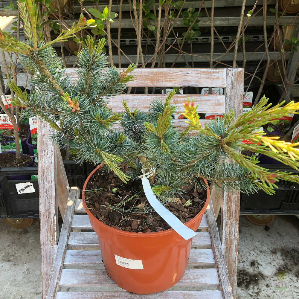 Сосна мелкоцветковая / японская белая Негиши (Pinus parviflora Negishi)