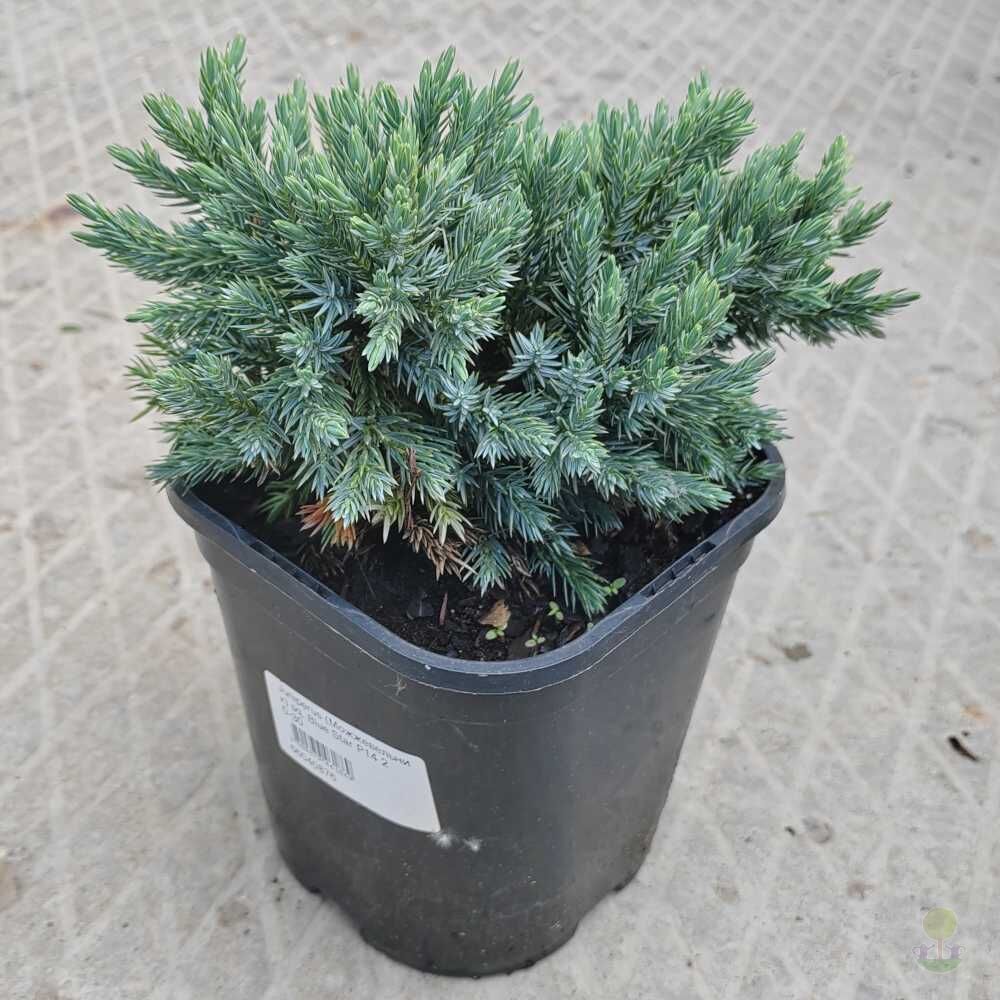 Можжевельник чешуйчатый Блю Стар (Juniperus squamata Blue Star) купить  саженцы в Москве по низкой цене из питомника, доставка почтой по всей  России | Интернет-магазин Подворье